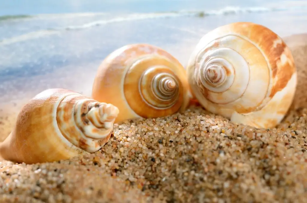 Three spiral seashells resting on sandy beach with ocean waves in the background.